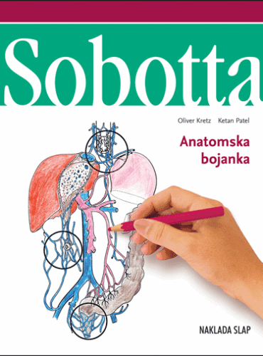 𝗦𝗼𝗯𝗼𝘁𝘁𝗮 - 𝗮𝗻𝗮𝘁𝗼𝗺𝘀𝗸𝗮 𝗯𝗼𝗷𝗮𝗻𝗸𝗮